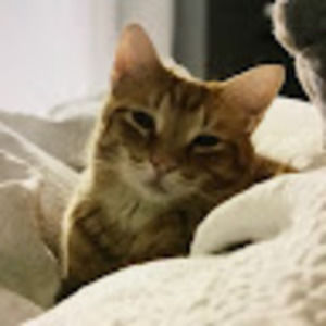 Meet your Posher, Evangeline